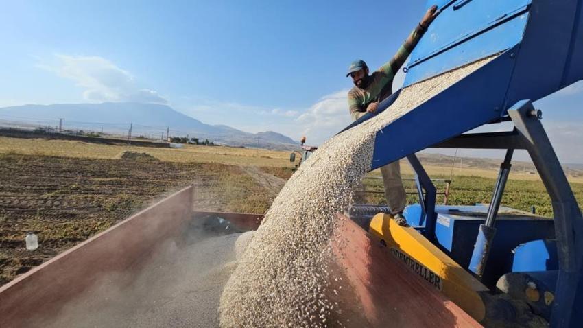 Tarlada kilosu 70 TL! Bitlis'te hasat başladı, üreticinin yüzü güldü