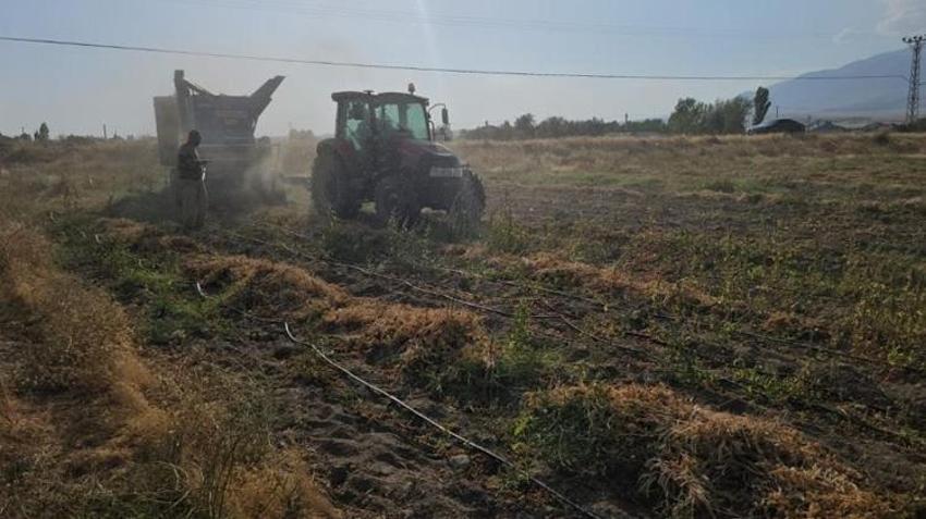Tarlada kilosu 70 TL! Bitlis'te hasat başladı, üreticinin yüzü güldü