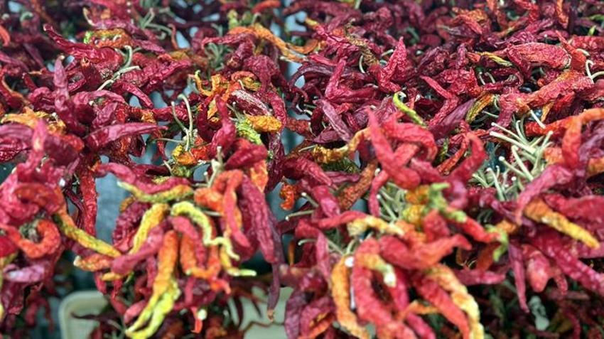 Yılda 2 kez toplanıyor, kilosu 3 bin TL'den kapışılıyor! Edirne'de üreticiler bebeğe bakar gibi yetiştiriyor