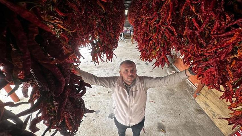Yılda 2 kez toplanıyor, kilosu 3 bin TL'den kapışılıyor! Edirne'de üreticiler bebeğe bakar gibi yetiştiriyor