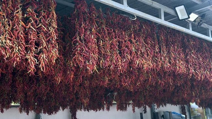 Yılda 2 kez toplanıyor, kilosu 3 bin TL'den kapışılıyor! Edirne'de üreticiler bebeğe bakar gibi yetiştiriyor