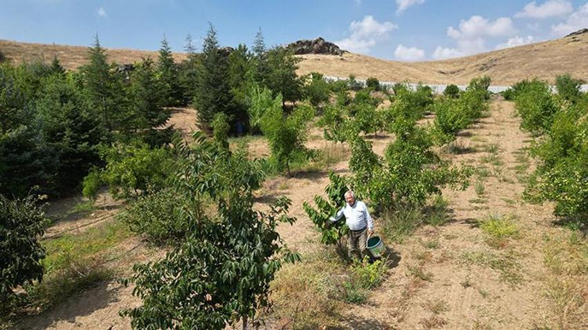 Afyonkarahisar'da emekli öğretmen tankerle su taşıyarak başlamıştı! Bozkırın ortasında 100 çeşit meyve yetiştiriyor