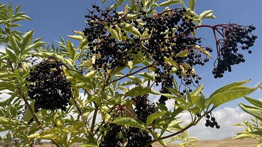 Afyonkarahisar'da emekli öğretmen tankerle su taşıyarak başlamıştı! Bozkırın ortasında 100 çeşit meyve yetiştiriyor