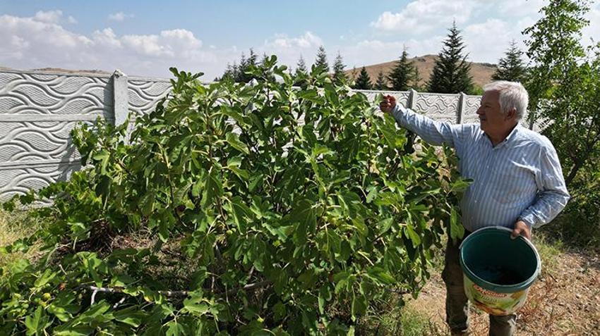 Afyonkarahisar'da emekli öğretmen tankerle su taşıyarak başlamıştı! Bozkırın ortasında 100 çeşit meyve yetiştiriyor