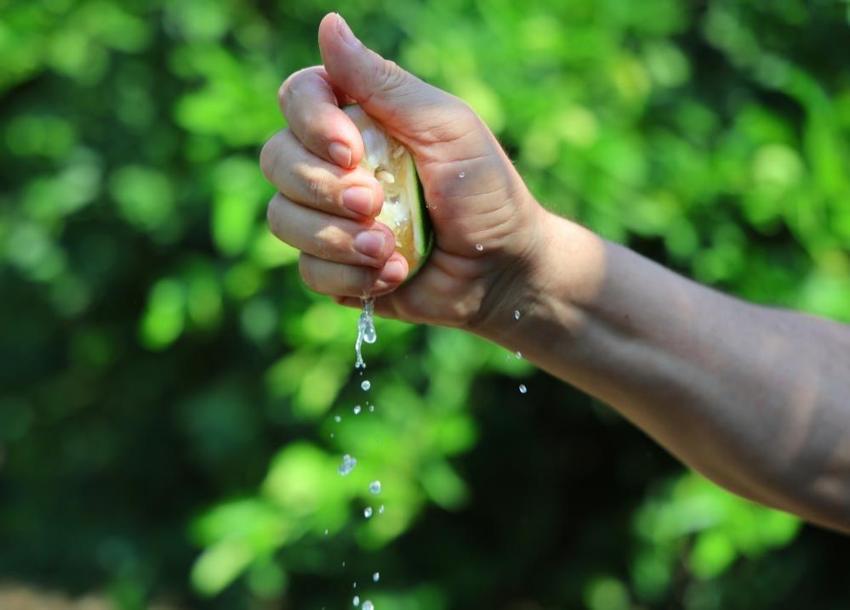 Adana'da 710 bin ton limon beklemede: Alternatif rotalar bekleniyor