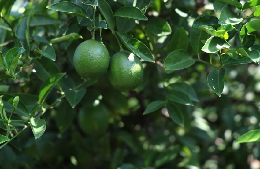 Adana'da 710 bin ton limon beklemede: Alternatif rotalar bekleniyor