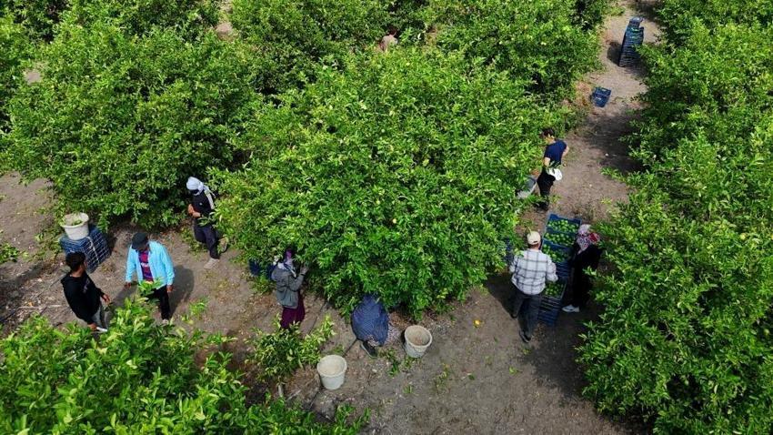 Adana'da 710 bin ton limon beklemede: Alternatif rotalar bekleniyor