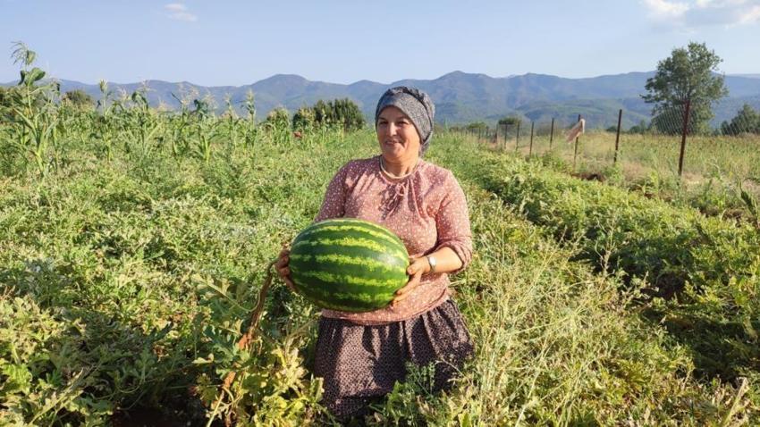 2 dönüm tarladan 10 ton verim aldı! Ata tohumundan yetişen pijamalı karpuz büyük ilgi görüyor