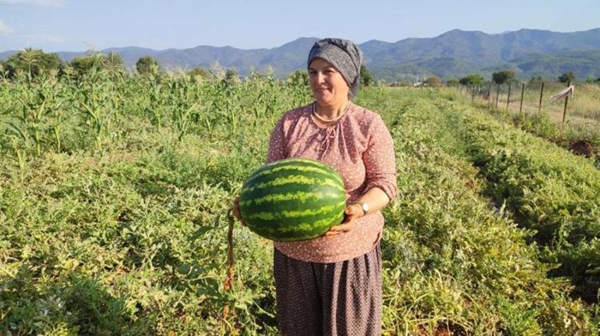 2 dönüm tarladan 10 ton verim aldı! Ata tohumundan yetişen pijamalı karpuz büyük ilgi görüyor