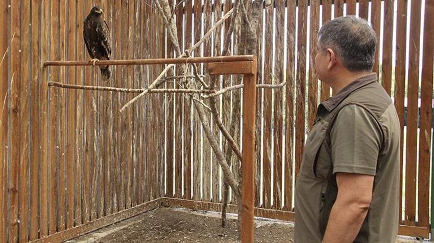 Sinop'ta 2 bini aşkın yaralı hayvan tedavi edildi: Yaban hayatına umut kapısı oldu!