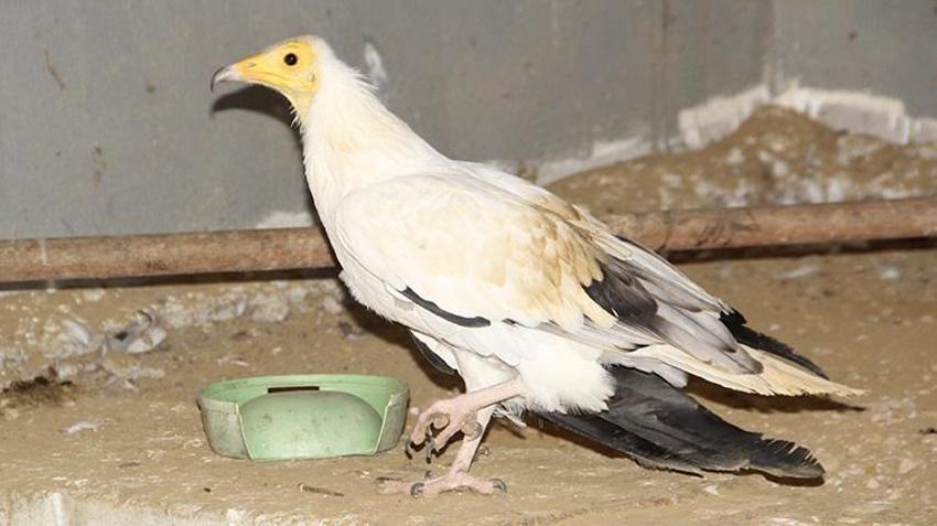Sinop'ta 2 bini aşkın yaralı hayvan tedavi edildi: Yaban hayatına umut kapısı oldu!