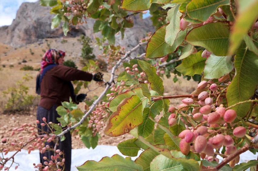 Kayısıya alternatif olarak Malatya'da ekilen fıstık ağaçlarının hasadı başladı