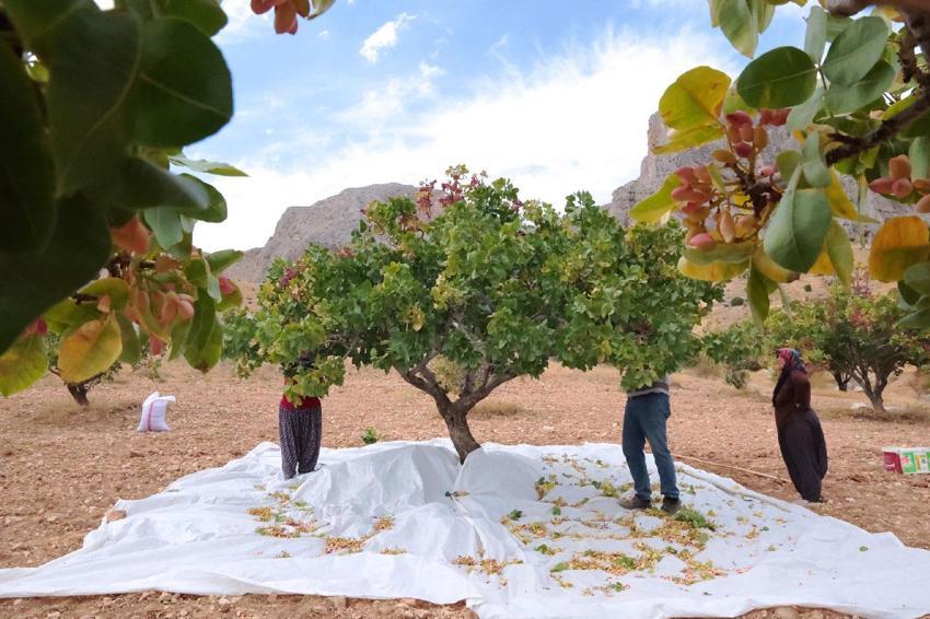 Kayısıya alternatif olarak Malatya'da ekilen fıstık ağaçlarının hasadı başladı