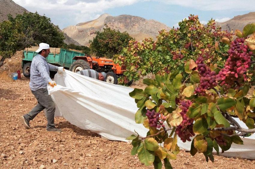Kayısıya alternatif olarak Malatya'da ekilen fıstık ağaçlarının hasadı başladı