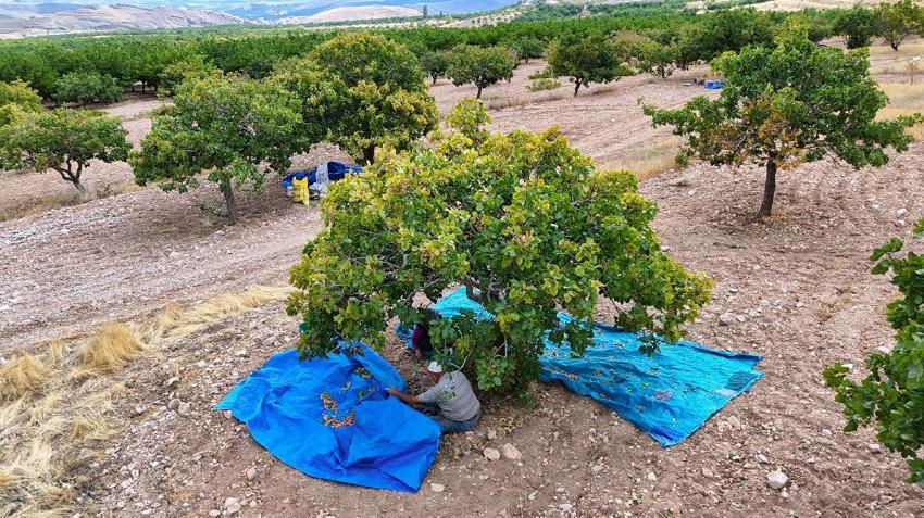 Kayısıya alternatif olarak Malatya'da ekilen fıstık ağaçlarının hasadı başladı