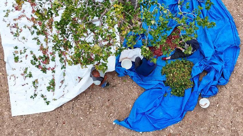 Kayısıya alternatif olarak Malatya'da ekilen fıstık ağaçlarının hasadı başladı