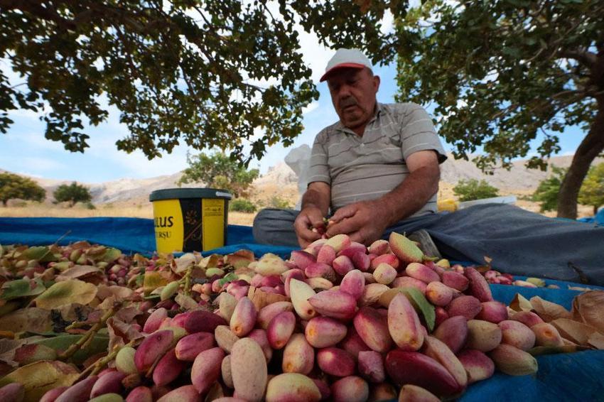 Kayısıya alternatif olarak Malatya'da ekilen fıstık ağaçlarının hasadı başladı