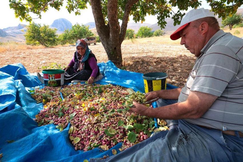 Kayısıya alternatif olarak Malatya'da ekilen fıstık ağaçlarının hasadı başladı