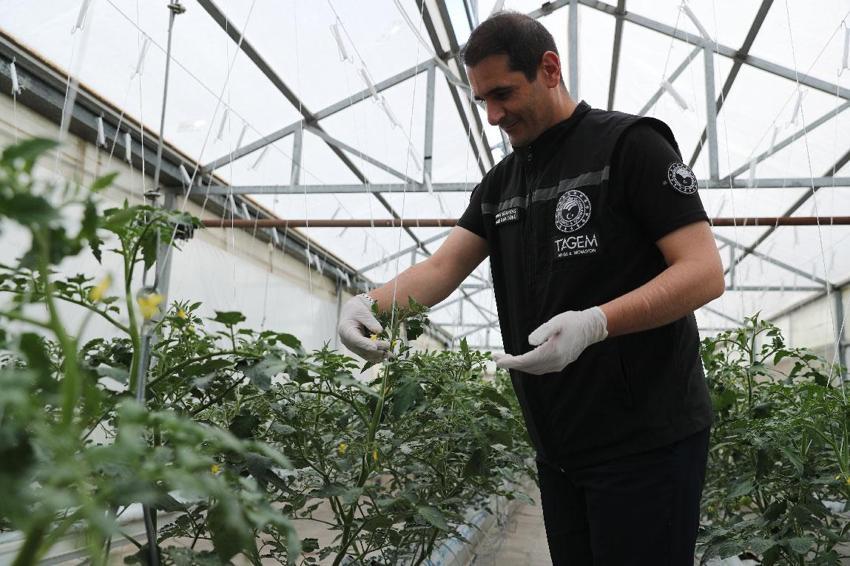 3 yıllık proje Erzincan'da başladı! Topraksız tarımda sürdürülebilir üretim modelleri araştırılacak