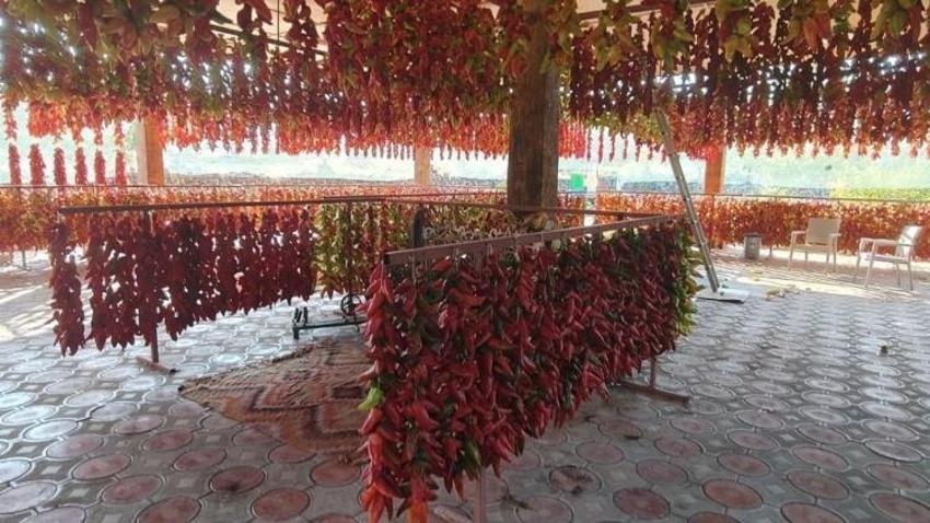 Tarlada toplayıp yollarda kurutuyorlar: Denizli'deki üretim kıskandırıyor