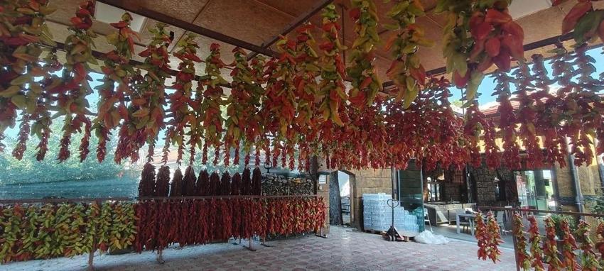 Tarlada toplayıp yollarda kurutuyorlar: Denizli'deki üretim kıskandırıyor