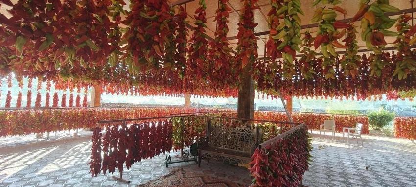 Tarlada toplayıp yollarda kurutuyorlar: Denizli'deki üretim kıskandırıyor
