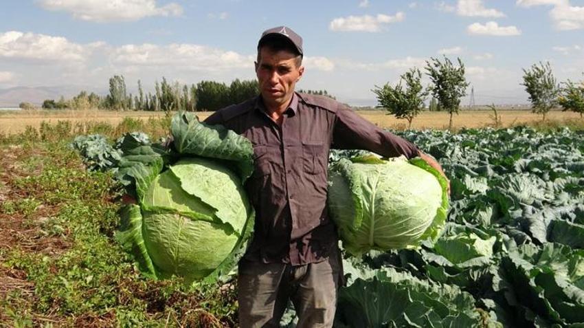 Hiçbir yerde bulunmuyor! Erzurum'dan tırlarla 81 ile gönderiliyor, talep yağıyor