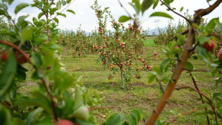 Amasya'da 2 bin önce ne yeniyorsa bugün de o toplanıyor: Roma imparatorları tadıp bitiremedi, tadı hiç değişmedi!