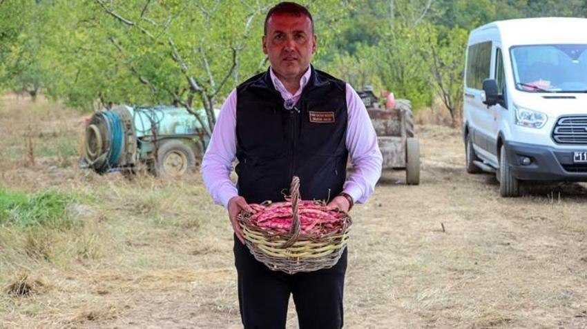 Bilecik’te tarlalar barbunyayla doldu! 3 bin 700 dekarda 4 bin 500 ton hasat bekleniyor