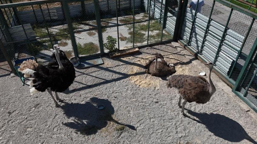 Kayseri Hayvanat Bahçesi'nde 10 yıl sonra dünyaya gelen deve kuşu yavruları sevinç yarattı!