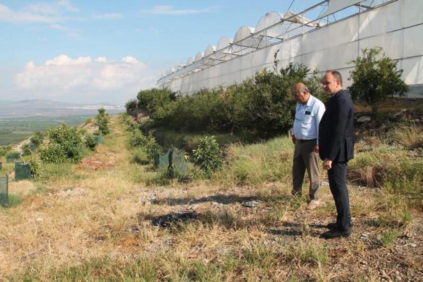 Toprağa eken kazandı: Hatay'da yetiştirilen o ürün üreticinin yeni gelir kapısı oldu!