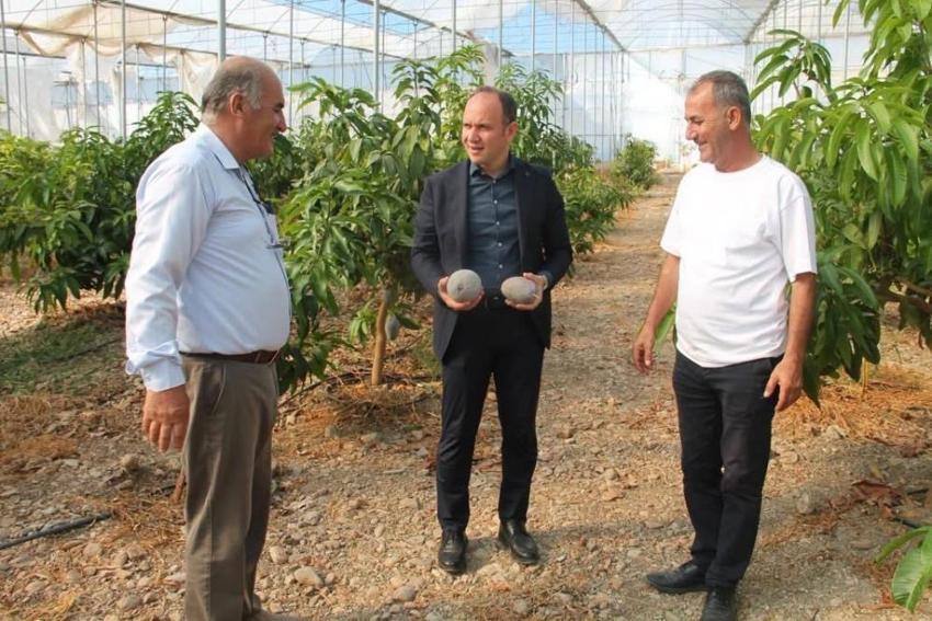 Toprağa eken kazandı: Hatay'da yetiştirilen o ürün üreticinin yeni gelir kapısı oldu!