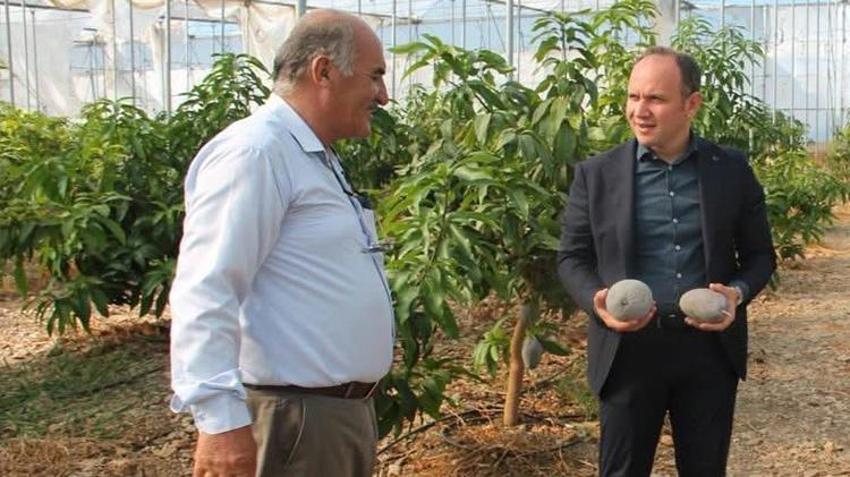 Toprağa eken kazandı: Hatay'da yetiştirilen o ürün üreticinin yeni gelir kapısı oldu!