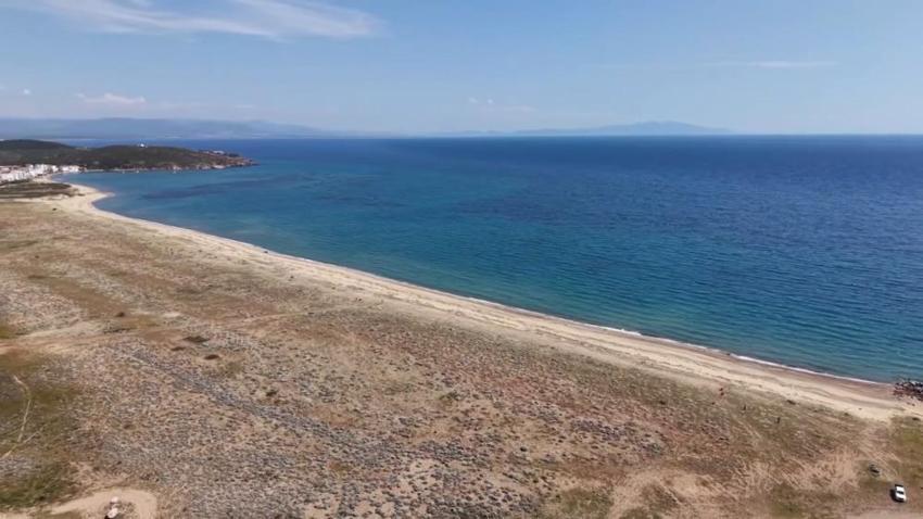 Ayvalık'ta kum zambaklarına özel koruma: Badavut Sahili'nde ahşap kafesli önlem!