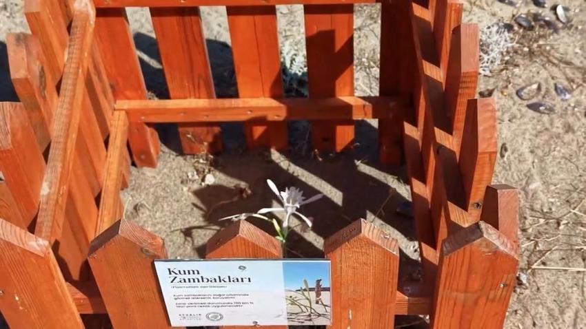 Ayvalık'ta kum zambaklarına özel koruma: Badavut Sahili'nde ahşap kafesli önlem!