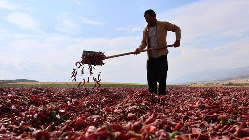 12 bin dekarlık alanda yetişiyor! Kilosu 200 lirayı buluyor, Avrupa ve Asya’ya ihraç ediliyor