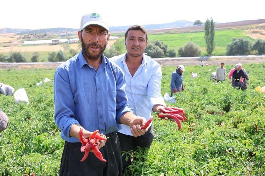 12 bin dekarlık alanda yetişiyor! Kilosu 200 lirayı buluyor, Avrupa ve Asya’ya ihraç ediliyor