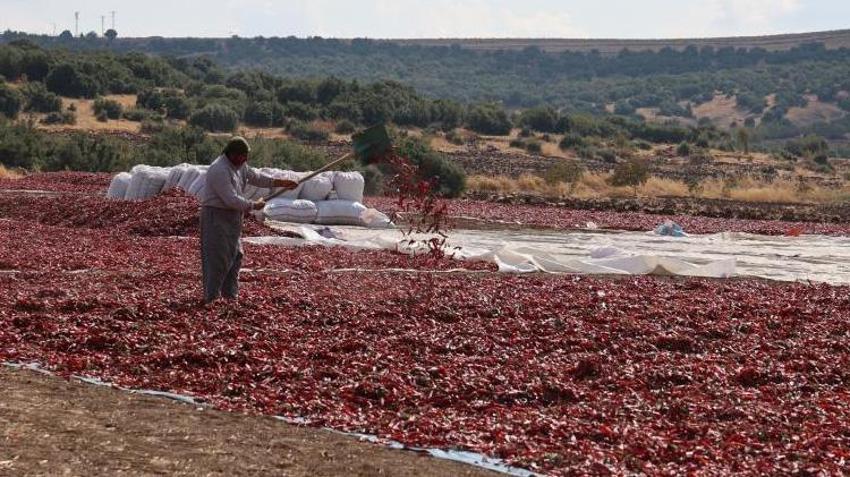 12 bin dekarlık alanda yetişiyor! Kilosu 200 lirayı buluyor, Avrupa ve Asya’ya ihraç ediliyor