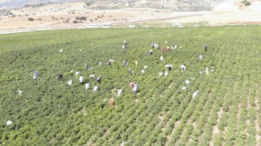 12 bin dekarlık alanda yetişiyor! Kilosu 200 lirayı buluyor, Avrupa ve Asya’ya ihraç ediliyor
