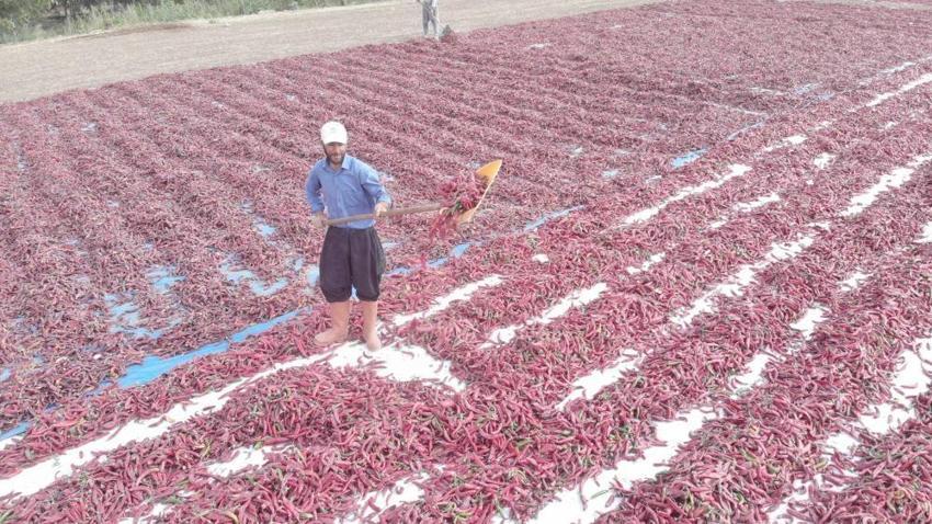 12 bin dekarlık alanda yetişiyor! Kilosu 200 lirayı buluyor, Avrupa ve Asya’ya ihraç ediliyor