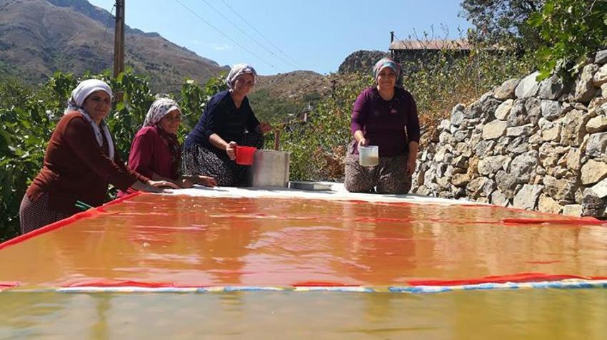 Erzincan Kemaliye'de geleneksel dut hasadı sürüyor: Yöre kadınları imece usulüyle pestil ve pekmez üretimi yapıyor!