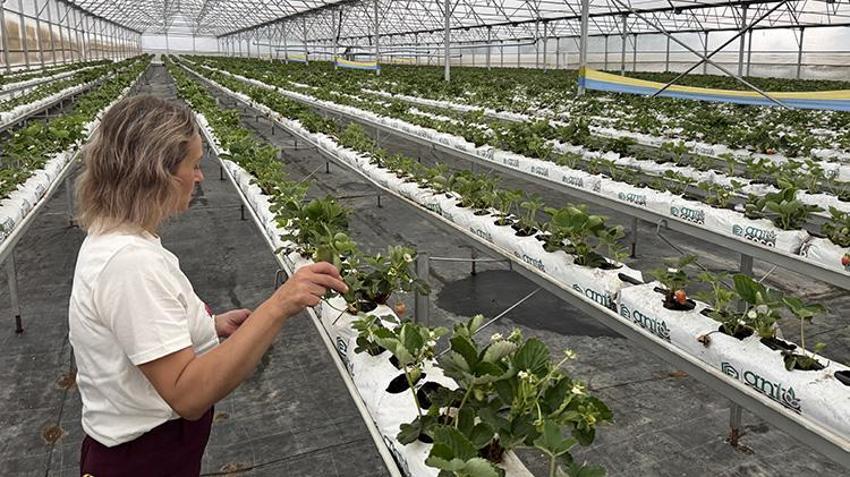 25 yıllık arkadaşlar kafa kafaya verdi topraksız tarımla üretime başladı: Yıllık 15 ton ürün elde etmeye başladı