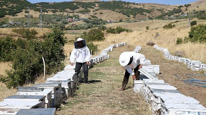 Muşlu çift evlendikleri yıl 30 kovanla başladı: 40 yılda 600 kovana ulaştılar