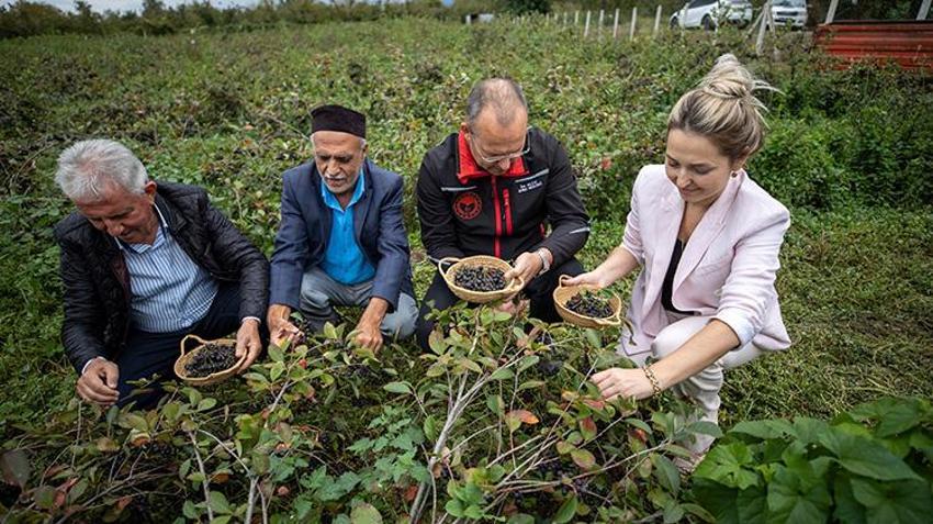 Sakarya'da 'süper meyve'nin değeri organik tarımla katlanıyor: 50 dekarlık alanda hayata geçirildi, bu yıl 40 ton rekolte bekleniyor!