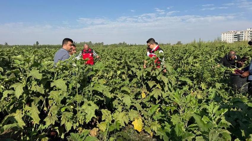 Şanlıurfa’da hasat başladı, festival coşkusu sardı! Vatandaşlar akın akın geldi