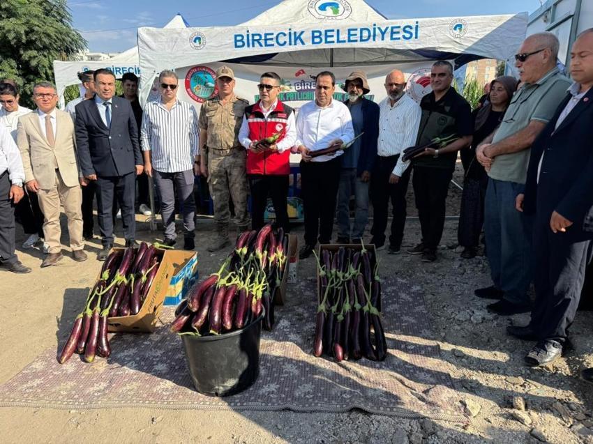 Şanlıurfa’da hasat başladı, festival coşkusu sardı! Vatandaşlar akın akın geldi