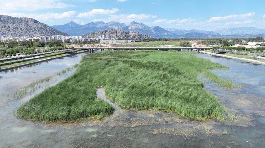 Antalya'da tartışılan görüntüye uzmanlardan 'Kirlilik değil, yaşam alanı' açıklaması: Boğaçayı'ndan 320 ton sucul ot ile yaklaşık 4 ton fiziksel atık toplandı