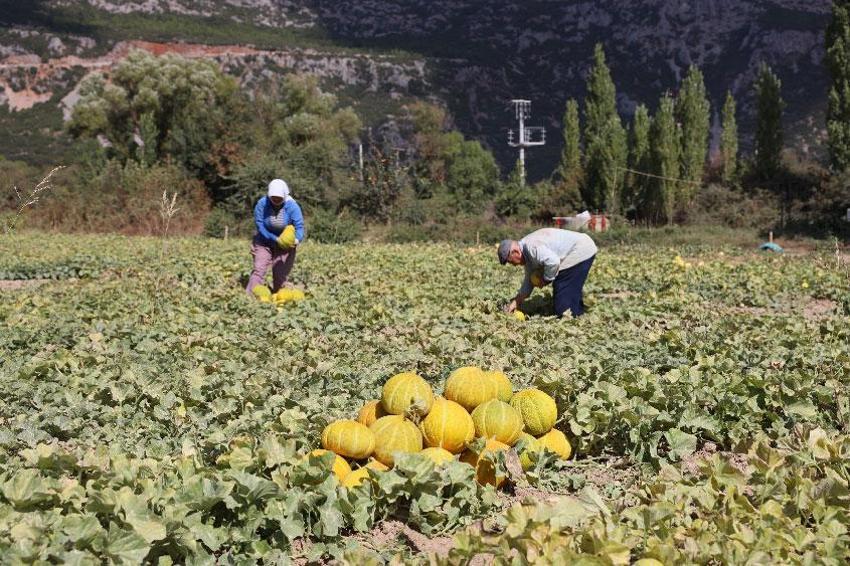 Karabağlar yaylasında Ata tohumlarından yetiştirilen asırlık lezzetin hasat zamanı