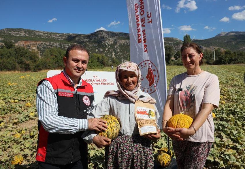 Karabağlar yaylasında Ata tohumlarından yetiştirilen asırlık lezzetin hasat zamanı