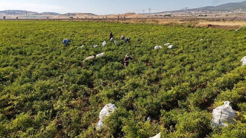 Kahramanmaraş'ta coğrafi işaret tescilli Maraş biberinin hasadına başlandı! 8 ülkeye ihraç ediliyor
